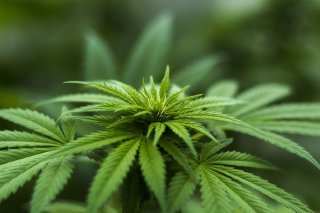 Nicolas Donzé - La consommation de THC et la Génétique